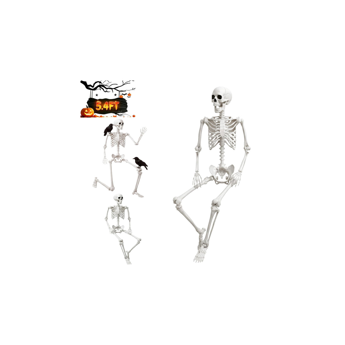 Life Size Human Skeleton with Posable Joint G521