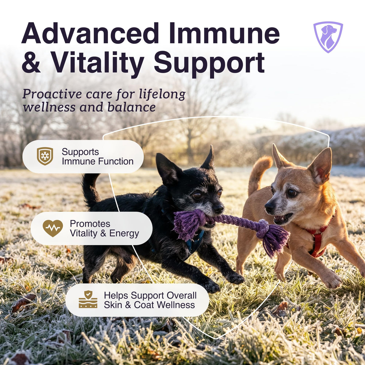 Dog Mushroom Supplement with Turkey Tail Z248108