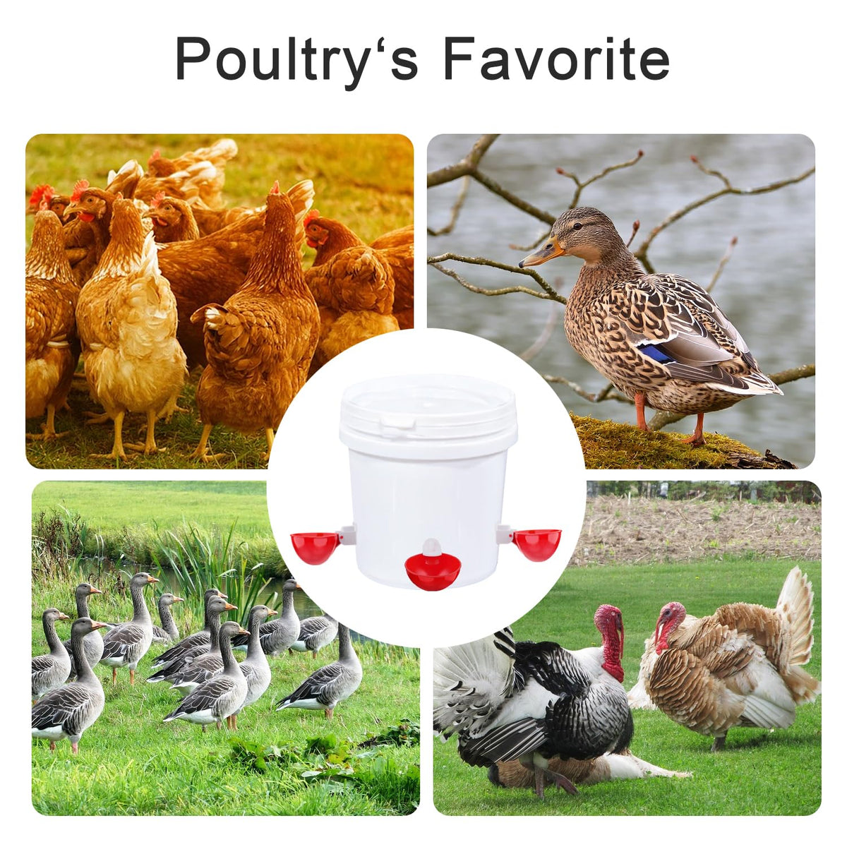 6 Packs Chicken Waterer Cups with Mounting Hole Opener D47216